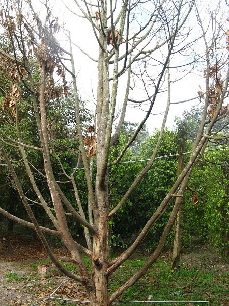 benh-thoi-re-tren-cay-sau-rieng